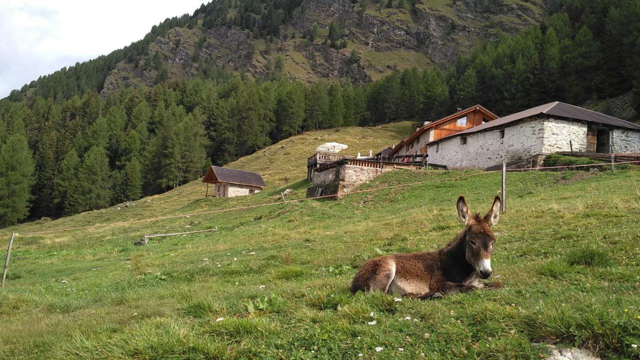 Nestalp Malga Campo Villa Peio Exterior foto